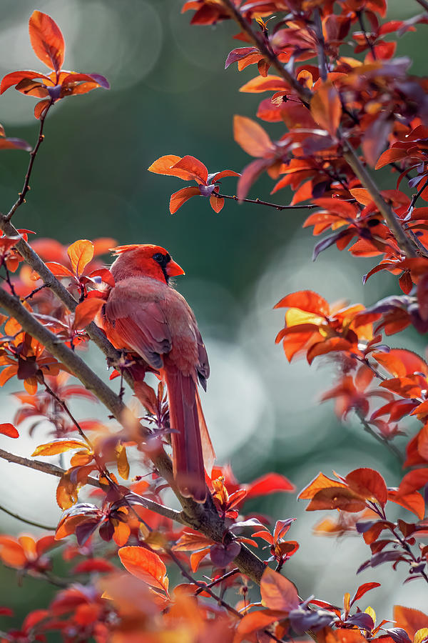 A Male Cardinal in a Spring Plum Tree Close Up Photograph by Rachel Morrison