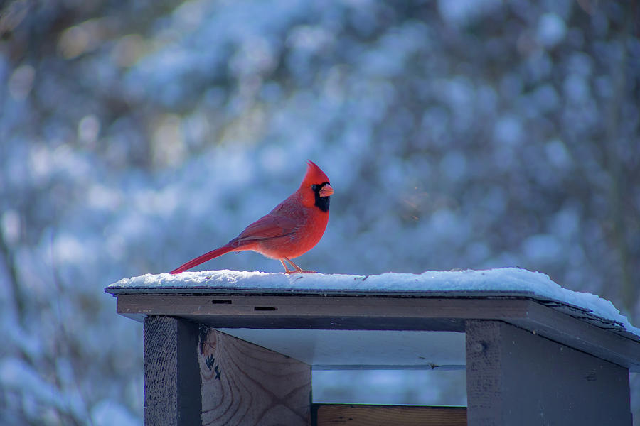A male cardinal sitting in the depth of winter... Photograph by Jay Smith