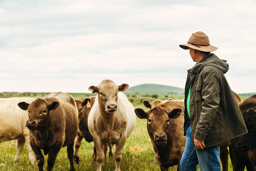A male farmer feeding cows in the country Victoria, Australia Photograph by Noelia Ramon - TellingLife