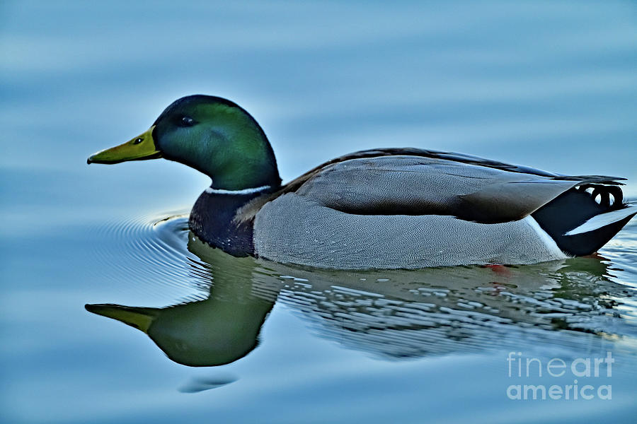 A Male Mallard Duck Photograph by Amazing Action Photo Video