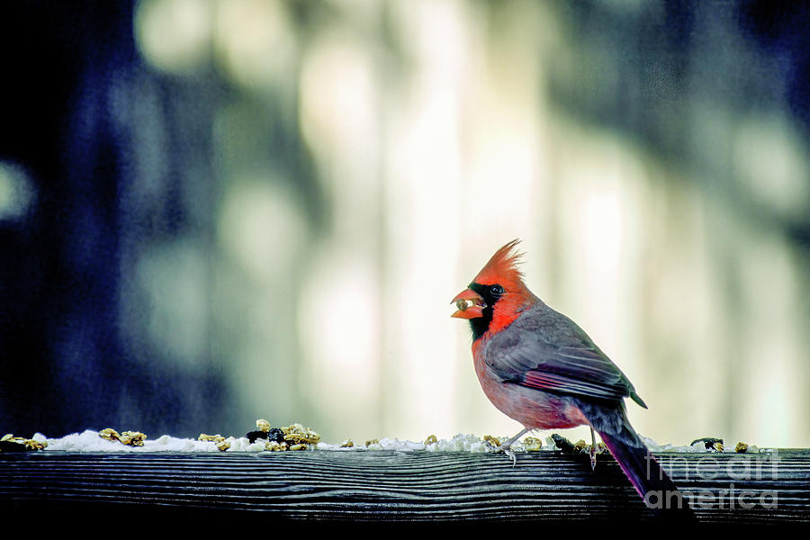A male Northern Cardinal feeds on seed left on a deck rail in winter in Maryland USA Photograph by William Kuta