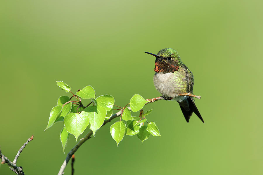 A Male Ruby-throated Hummingbird Photograph by Jan Luit