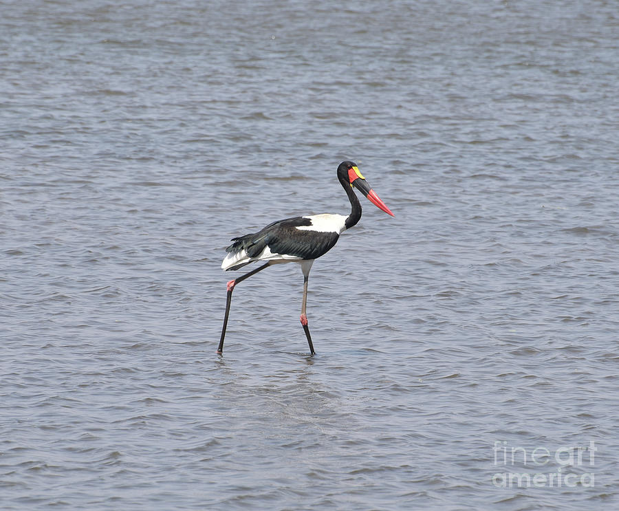 A Male Saddle Billed Storks Strides Through A Pond In The South Luangwa Area Of Zambia. Photograph by Tom Wurl