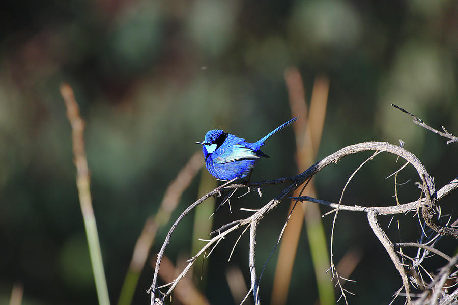 splendid fairy wren