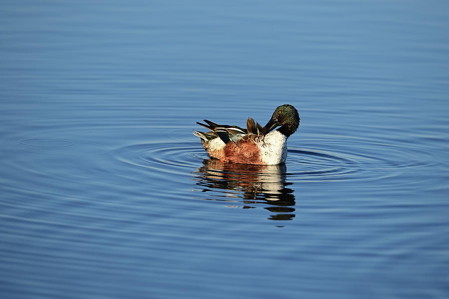 A Northern Shoveler Busy in Preening Photograph by Amazing Action Photo Video