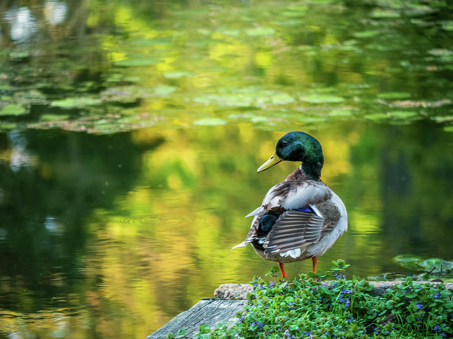 A Mallard Duck at the Edge of a Pond Photograph by Rachel Morrison