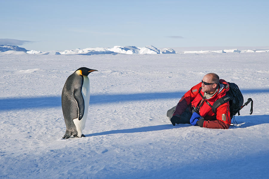 A man lying on his side on the ice, close to an emperor penguin standing motionless. Photograph by Mint Images - David Schultz