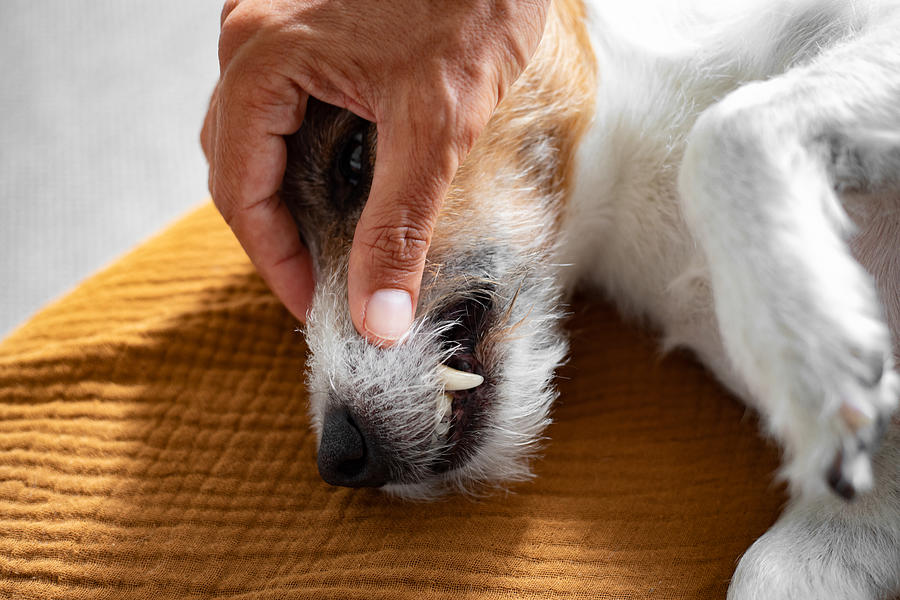 A mans hand showing the white and healthy teeth of a cute Parson Russell Terrier dog Photograph by Photographer, Basak Gurbuz Derman