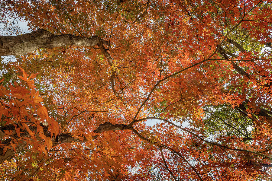 A Maple Canopy in Orange Photograph by Todd Henson