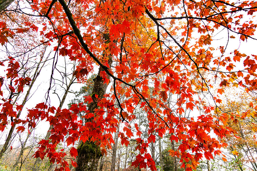 A Maple Tree  Party Photograph by Katherine Y Mangum