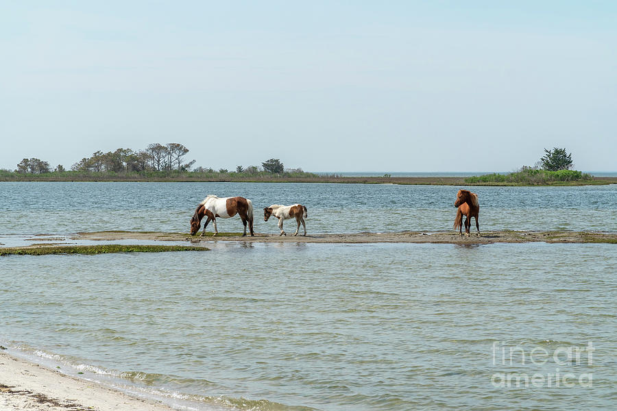 A mare, foal and stallion in the saltwater marsh in the Maryland Photograph by William Kuta