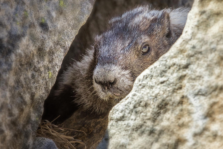 A Marmots Home Among The Rocks Photograph by Belinda Greb