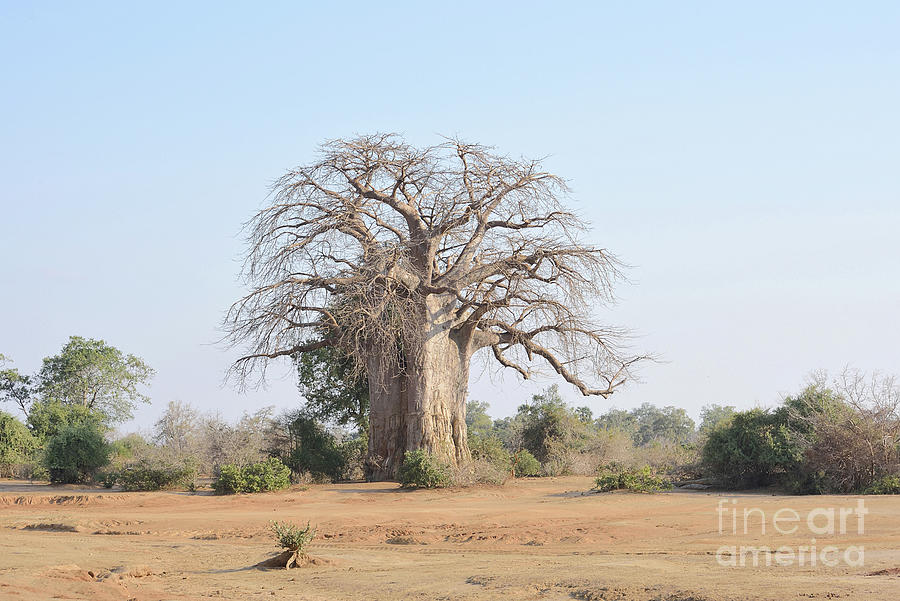  A Massive Baobab Stands Alone In South Luangwa, Zambia. Photograph by Tom Wurl