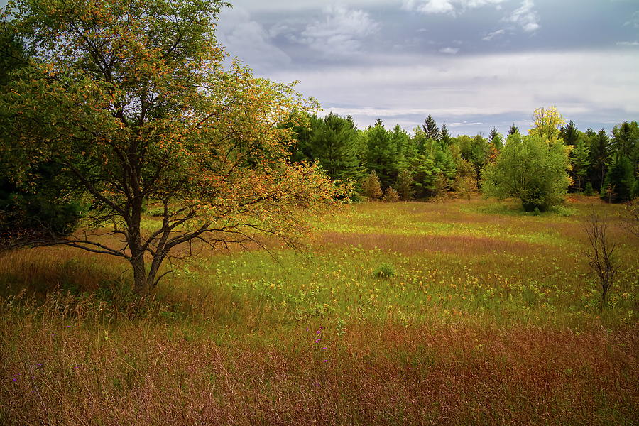 A Meadow at Heins Creek Nature Preserve Photograph by Chuck De La Rosa