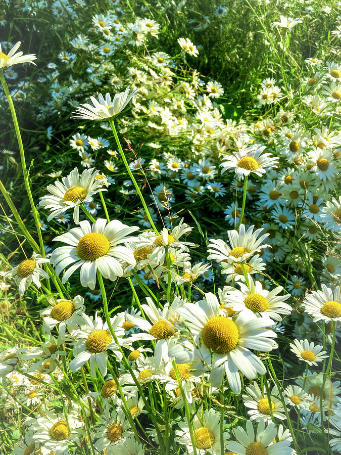 A Meadow of Daisies Photograph by Debra and Dave Vanderlaan