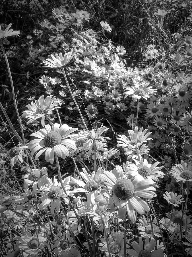 A Meadow of Daisies in Black and White Photograph by Debra and Dave Vanderlaan