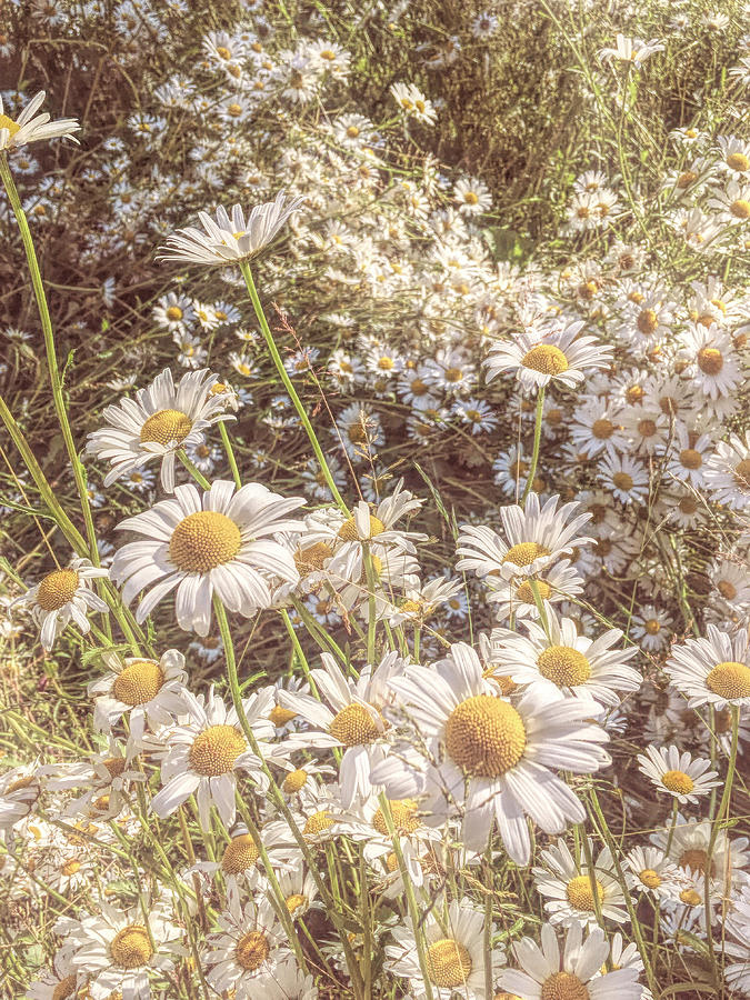 Country diary: delighted by daisies, Wild flowers