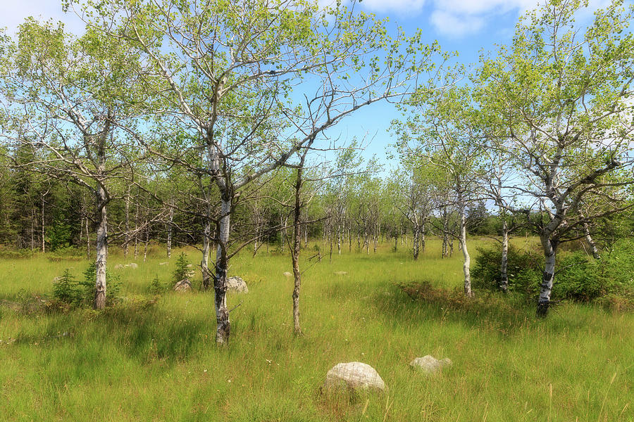 A Meadow on Drummond Island Photograph by Robert Carter
