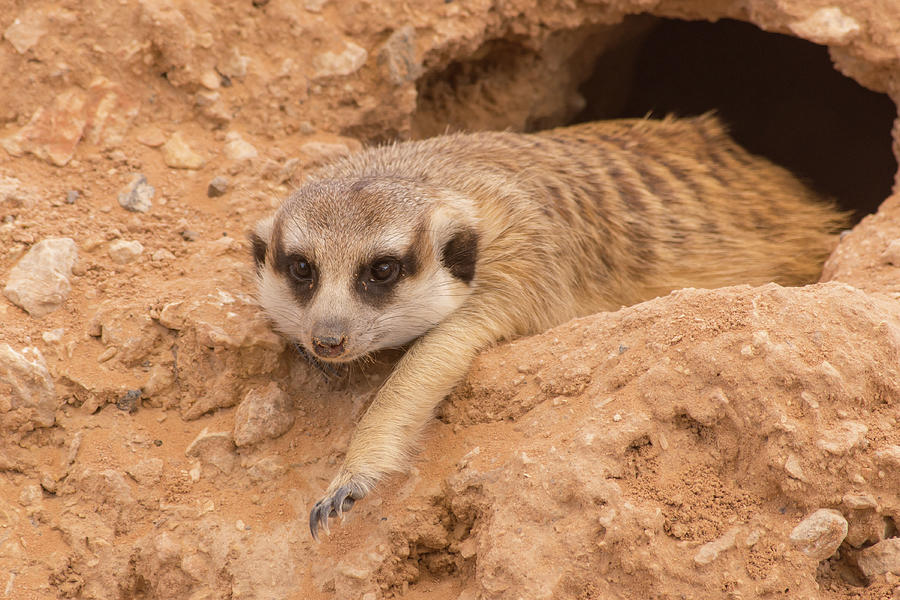 A meerkat hanging out on the rocks in the desert Photograph by Jeff ...