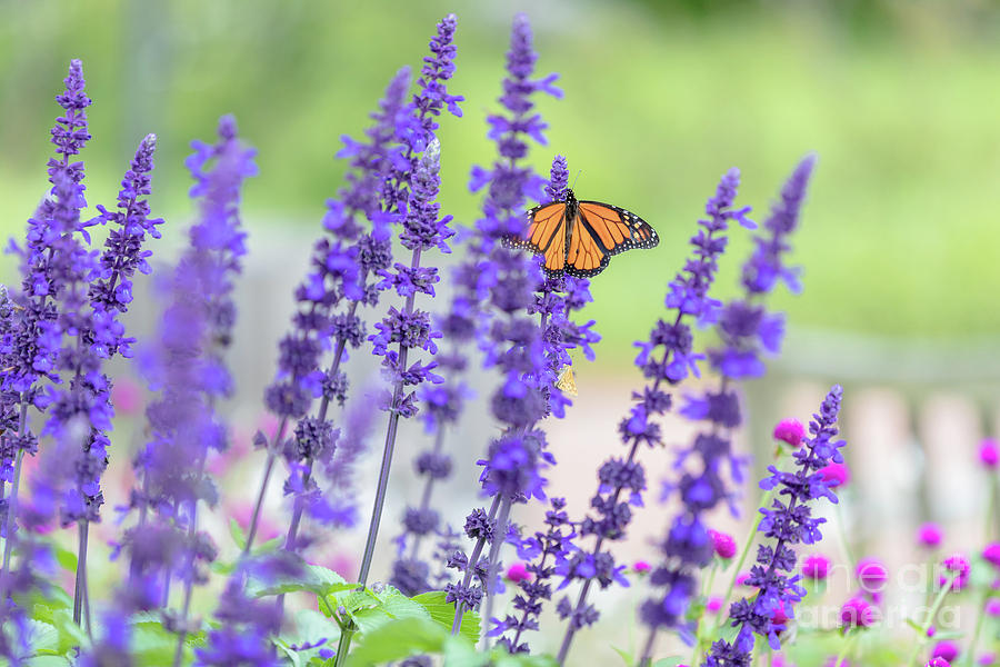 Nature Photograph - A Mellow Monarch On Beautiful Blue Sage by Janice Noto