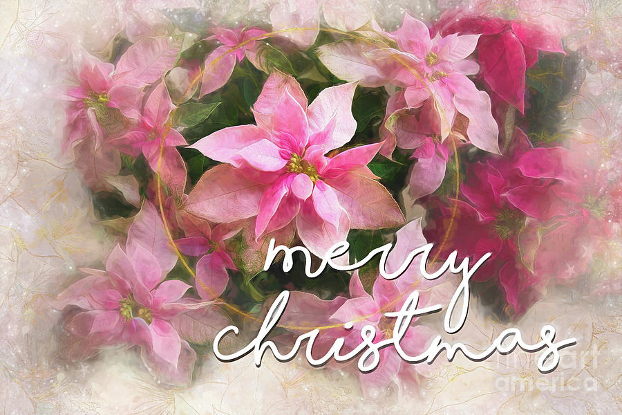 A Merry Christmas Poinsettia Photograph by Amy Dundon