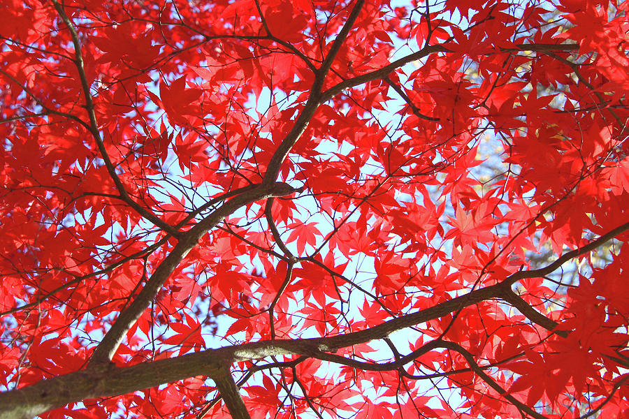 A Mess Of Maple Leaves Photograph By Debra Orlean 