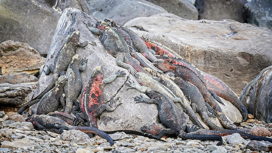 A Mess of Marine Iguanas Photograph by Joan Carroll