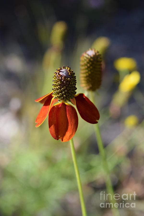 Flower Photograph - A Mexican Hat Dance by Janet Marie