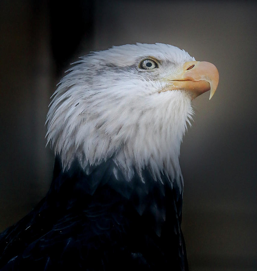 A mighty Bald Eagle by Ronald Santini A mighty Bald Eagle by Ronald Santini