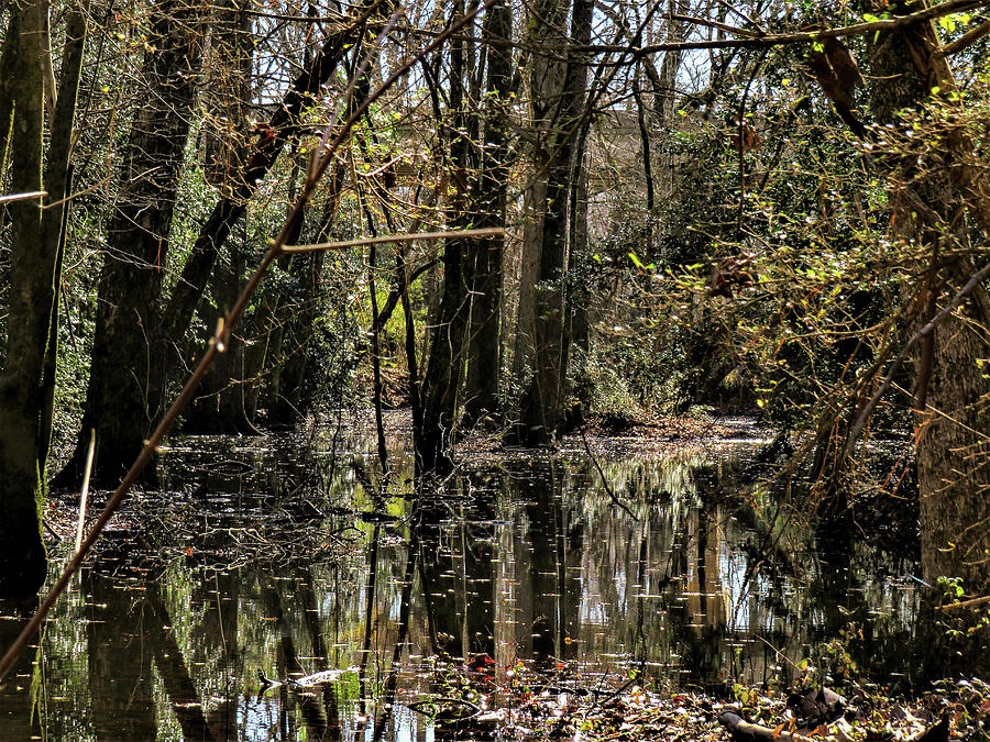 A Milledgeville Swamp Segment Photograph by Ed Williams