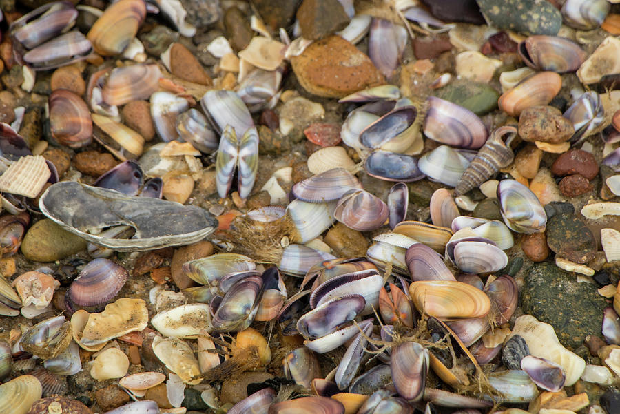 A Million Little Shells Photograph by Gerri Bigler