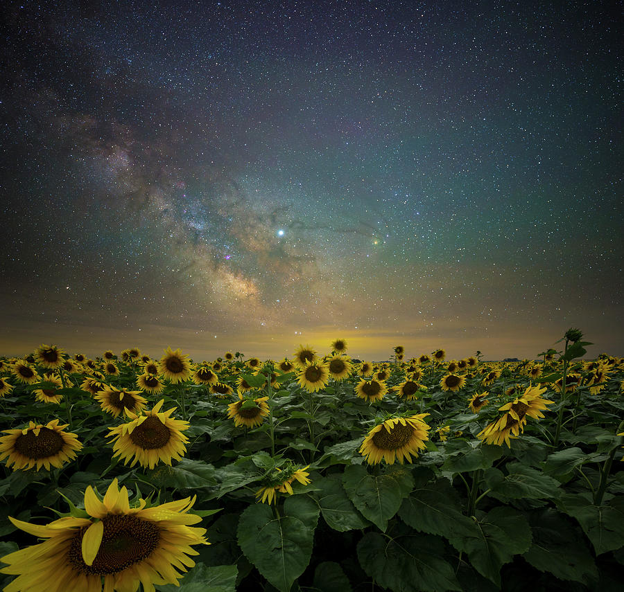 Sunflowers Photograph - A Million Suns by Aaron J Groen