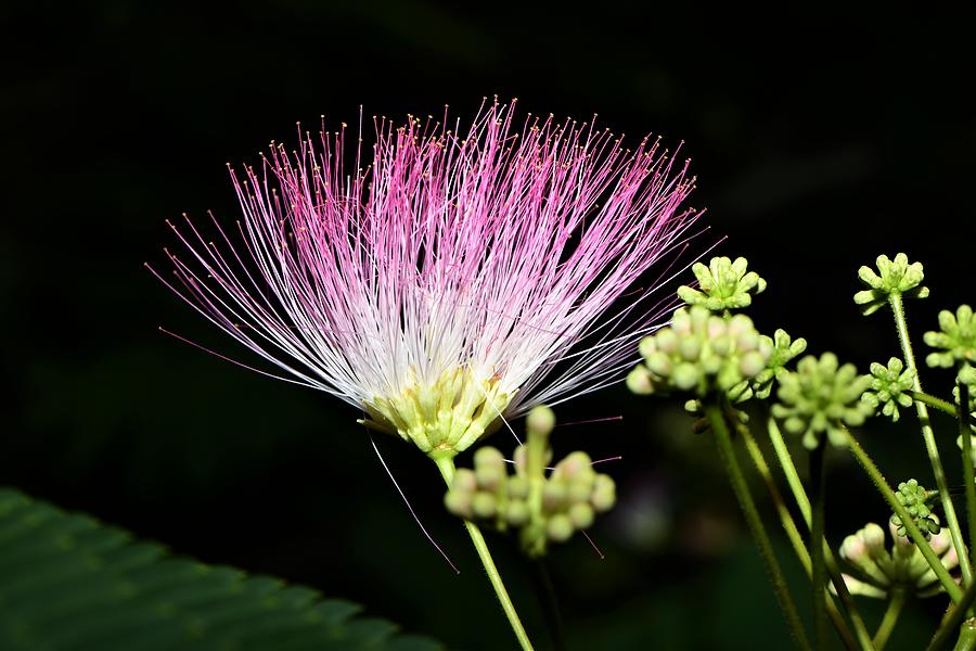 A mimosa flower blooms. Photograph by Daniel Ladd