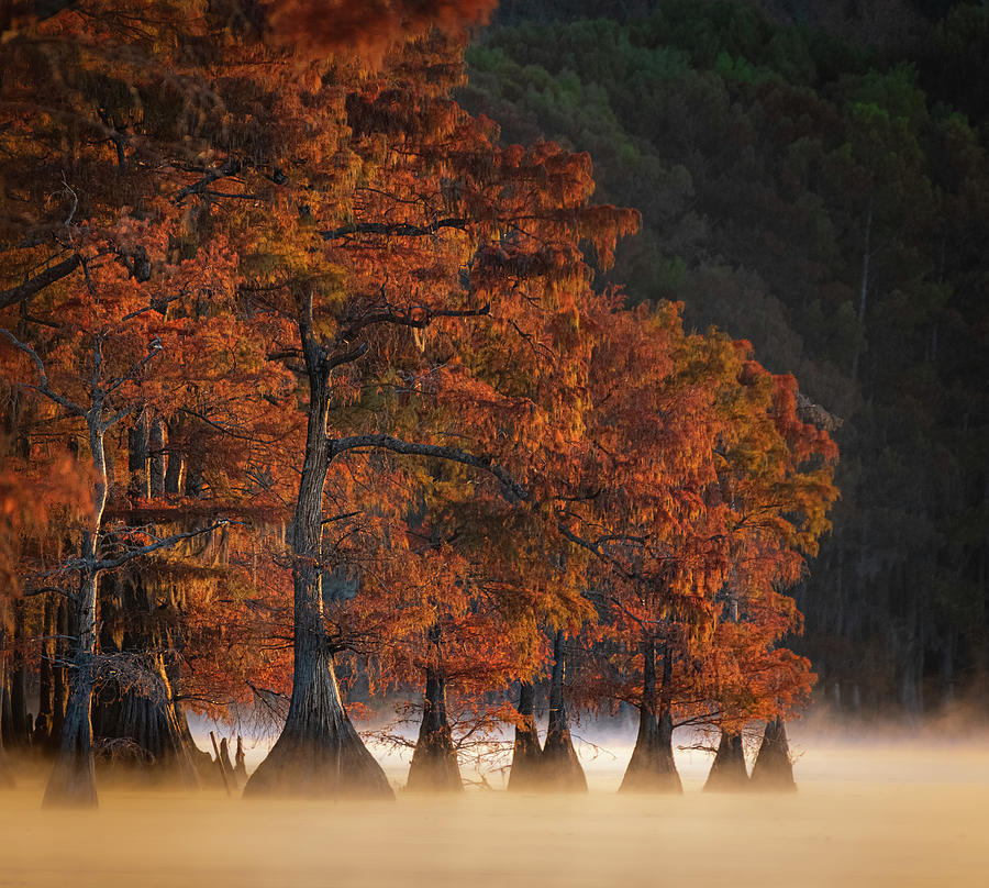 A Misty Morn on Caddo Lake Photograph by David Downs