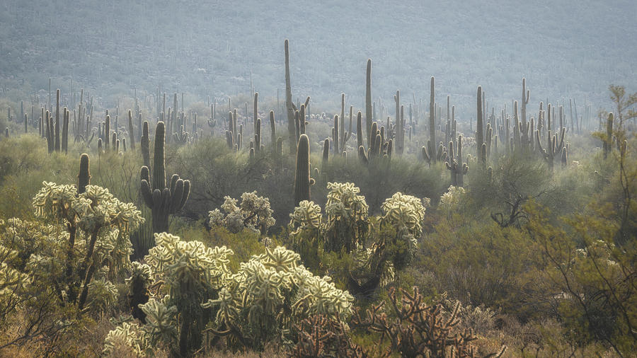 A Misty Sonoran  Photograph by Saija Lehtonen