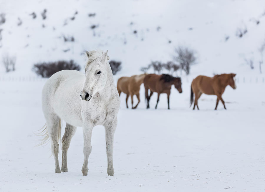 A Mixed Herd Of Wild And Domesticated Horses Photograph