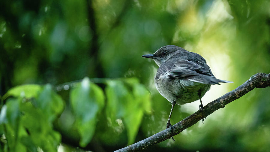 A Mockingbird In Late Spring Photograph