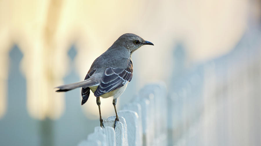 A Mockingbird on a Garden Fence Photograph by Rachel Morrison