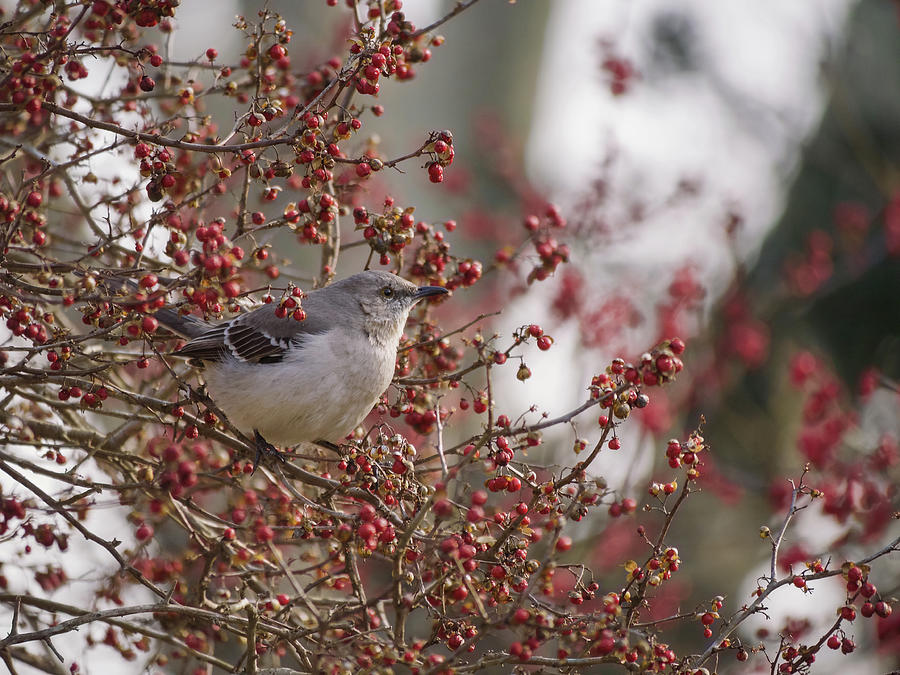 A Mockingbird with Berries Photograph by Rachel Morrison