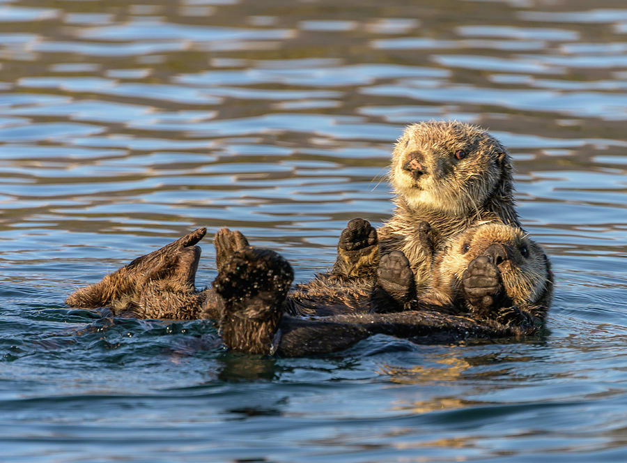 A Mom Otter Holds Her Pup Photograph by Laura Hedien
