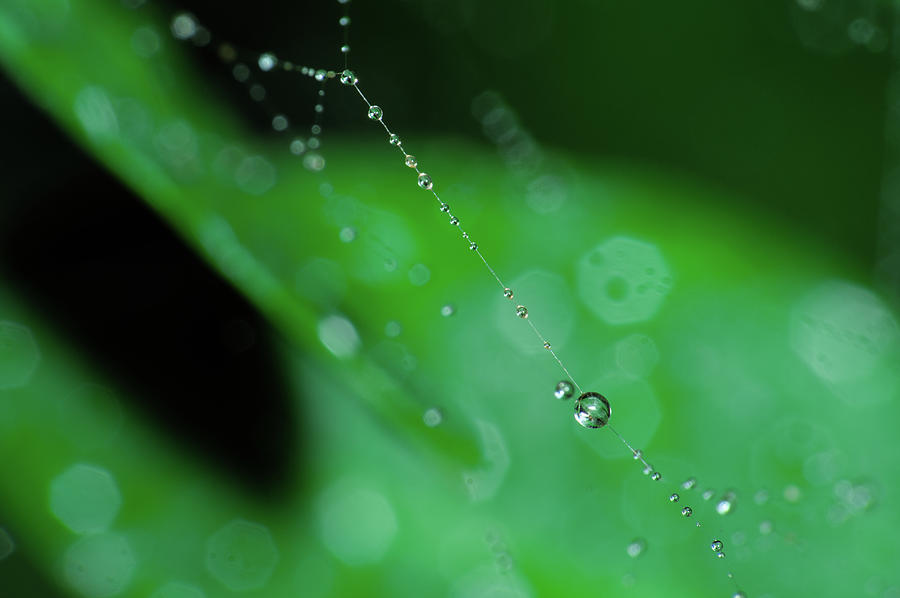 Spider Photograph - A Moment in the Forest by Angelo DeVal