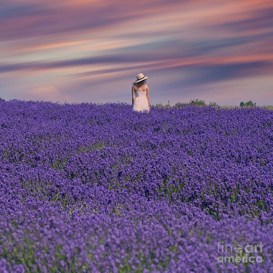 A Moment Of Pleasure - Lavender Fields Photograph by Philip Preston