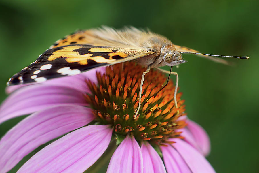 A Moments Rest - Painted Lady - Butterfly Photograph by Nikolyn McDonald