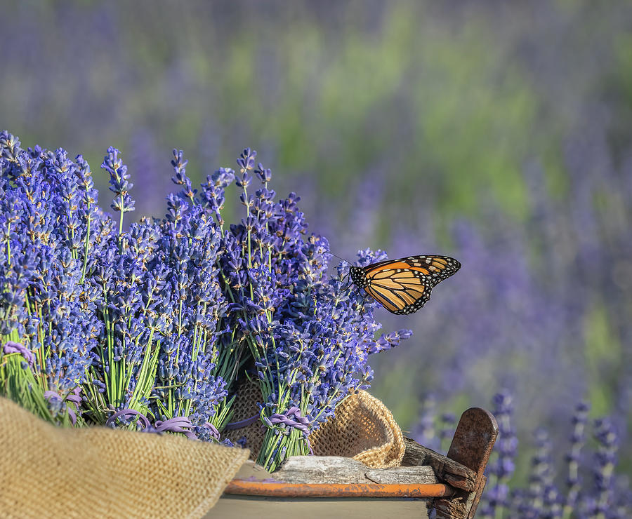 A Monarch and her Lavender Photograph by Sylvia Goldkranz