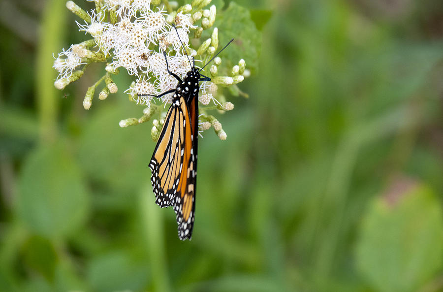 A Monarch Butterfly at the Circle B Bar Preserve in Florida Photograph by L Bosco
