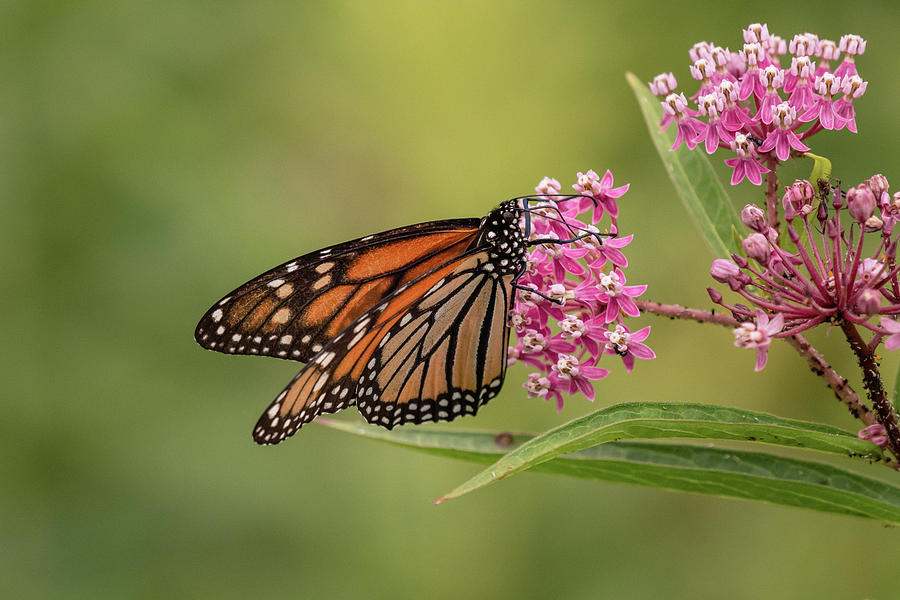 A Monarch Butterfly Feeding on Milkweed Nectar Photograph by Rose ...