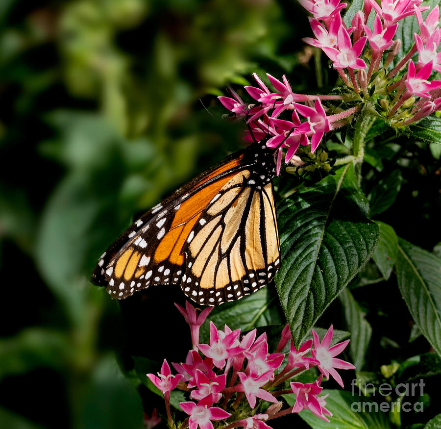 A Monarch Butterfly Photograph by L Bosco