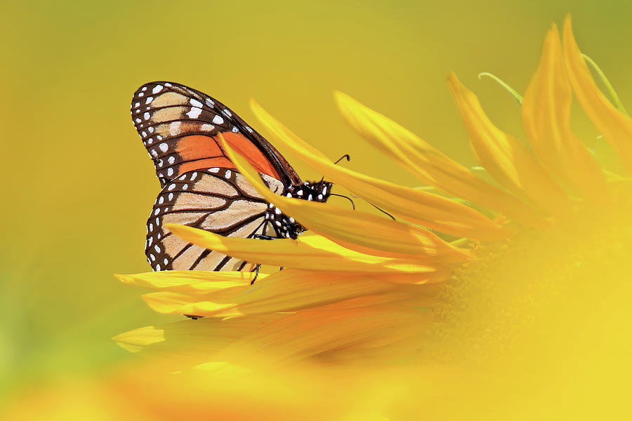 A Monarch Butterfly on a Sunflower Photograph by Shixing Wen