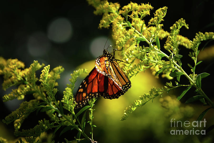 A Monarch Butterfly  Photograph by Rehna George