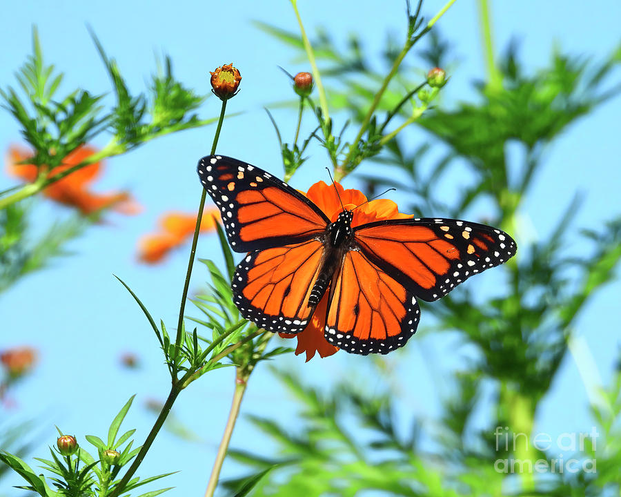 A Monarch Butterfly Photograph by Scott Cameron